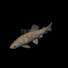 动物1-鱼3d模型下载