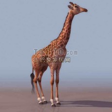 长颈鹿-动物素材3d模型下载