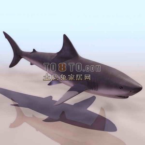 鲨鱼-动物3D模型素材