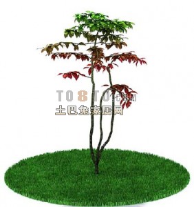 室外植物树