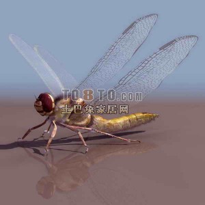 蜻蜓-动物3D模型素材
