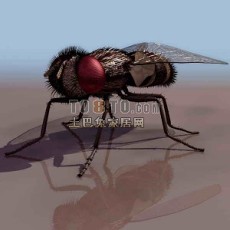 苍蝇-动物素材3d模型下载