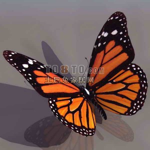3D蝴蝶模型-动物模型31