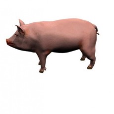 猪-动物3d模型下载