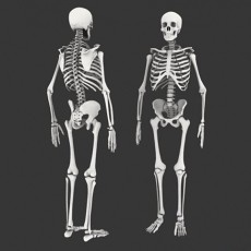 人体骨骼3d模型下载
