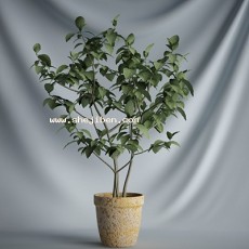室内植物盆栽3d模型下载