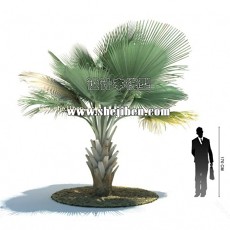 室外植物3d模型下载