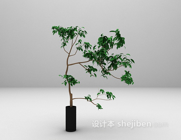 植物盆栽3d模型欣赏