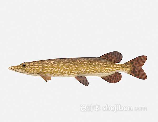 棕色的鱼模型3d模型下载