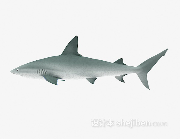 大鲨鱼模型下载