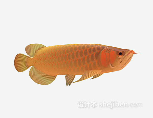 设计本观赏类鱼3d模型下载