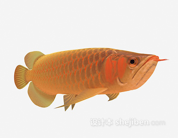 现代风格观赏类鱼3d模型下载