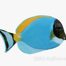 蓝色的鱼3d模型下载