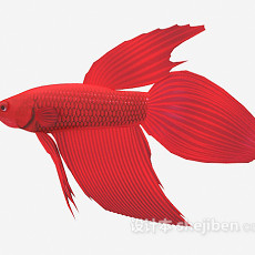 红色金鱼3d模型下载