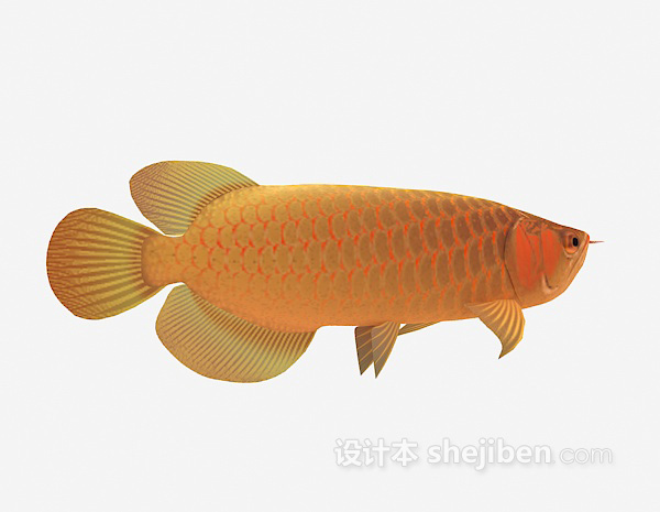 观赏类鱼3d模型下载