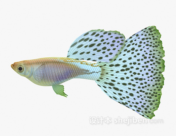 斑点鱼3d模型下载