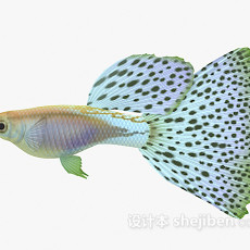 斑点鱼3d模型下载
