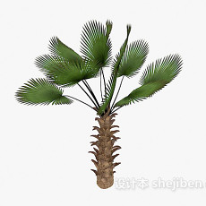 植物棕榈树3d模型下载