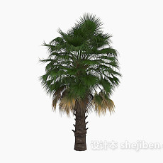 棕榈植物花草3d模型下载