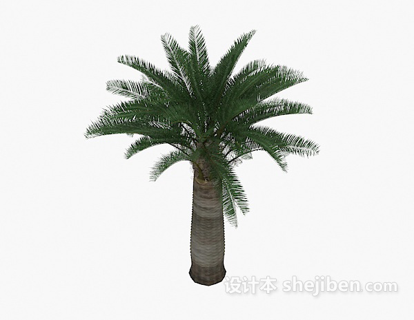 棕榈树植物