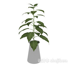 盆栽绿植3d模型下载