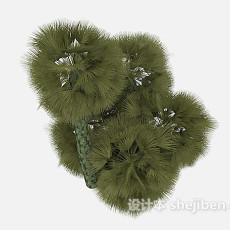 松树植物3d模型下载