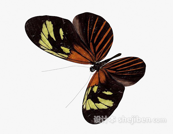 现代风格黑色蝴蝶3d模型下载