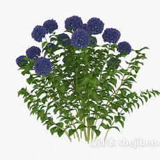 蓝色花朵植物3d模型下载