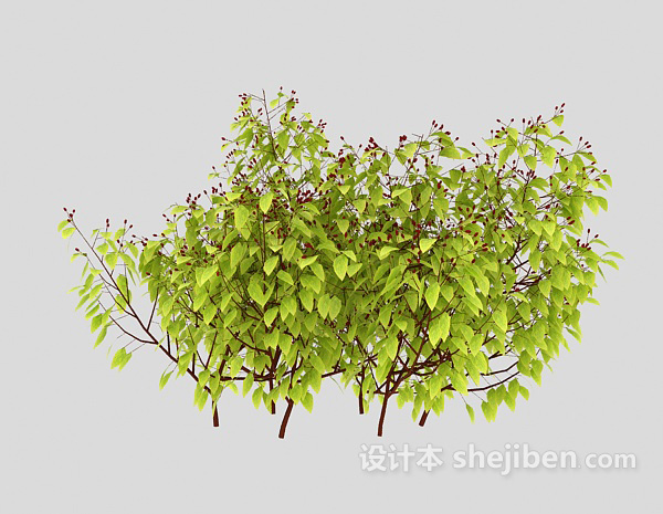 设计本嫩绿树枝3d模型下载