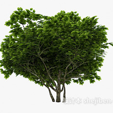 室外植物古树3d模型下载