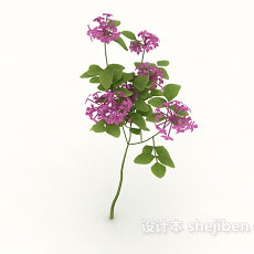 观赏性开花植物3d模型下载