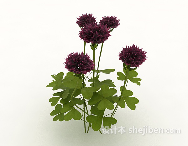 紫色室外观赏植物