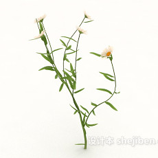 室外菊花植物3d模型下载