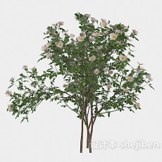 庭院植物3d模型下载