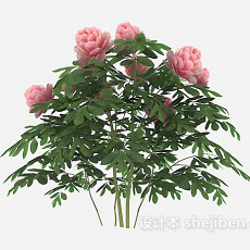 粉色花朵植物3d模型下载