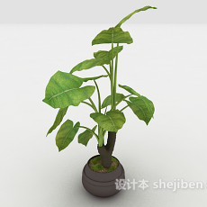 室内观赏性植物3d模型下载