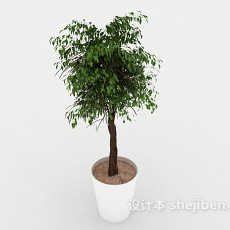 室内植株盆栽3d模型下载