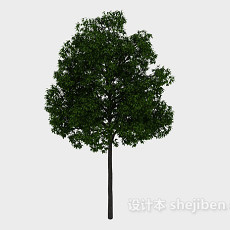 园林高树3d模型下载