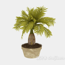 小型棕榈树3d模型下载