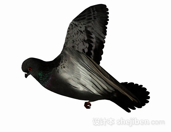 免费黑色鸽子3d模型下载