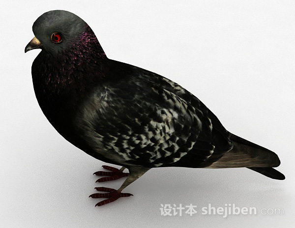设计本黑色鸽子3d模型下载