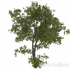 椭圆形树叶树木3d模型下载