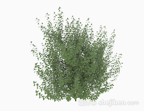 绿色树叶低矮灌木