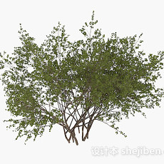 圆形小树叶灌木3d模型下载