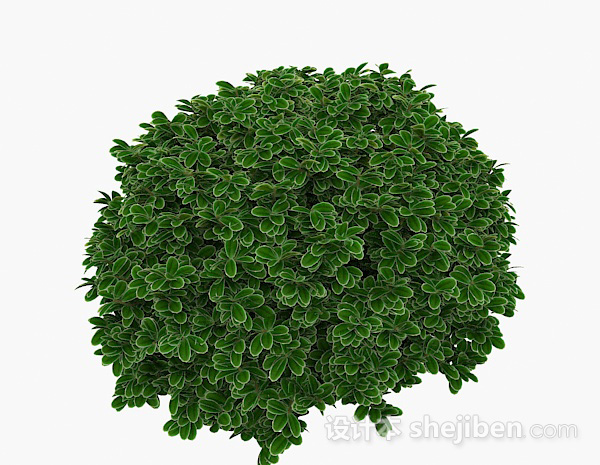 绿色圆形白边叶子植物