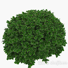 绿色圆形白边叶子植物3d模型下载
