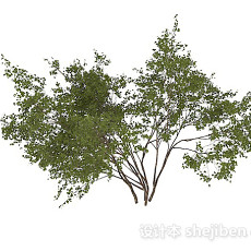 圆形小树叶灌木丛3d模型下载