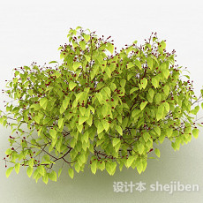 黄色圆形叶子家庭观赏植物3d模型下载