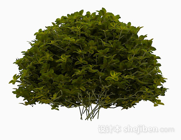 设计本嫩绿色椭圆形叶子灌木3d模型下载