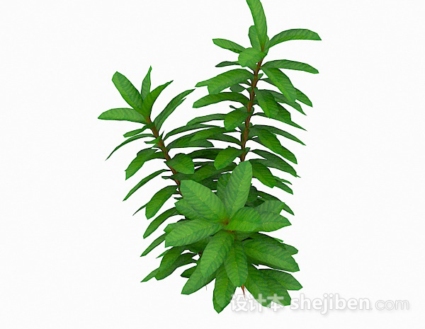 细长型叶子植物